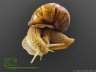 Helix pomatia - 